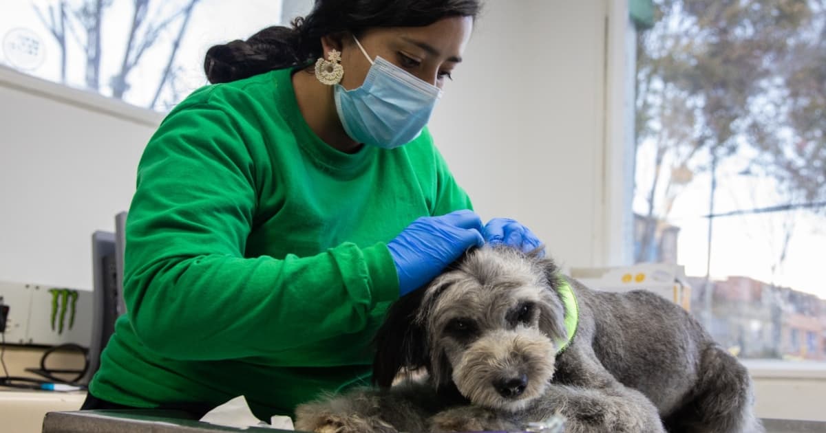 10 de mayo Día Nacional del Veterinario y la Veterinaria en Bogotá