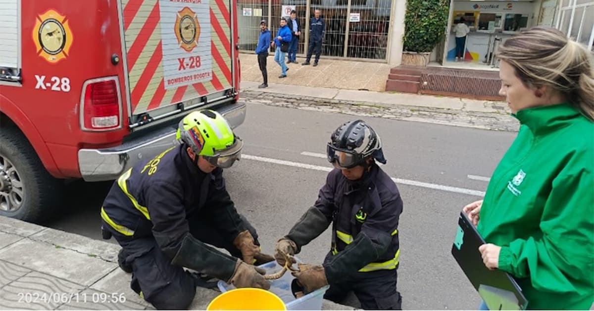 Distrito recuperó una boa que estaba en una silla de carro para bebé 