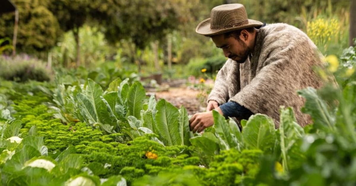 Video: Apoyos económicos y beneficios productivos para campesinos en Bogotá