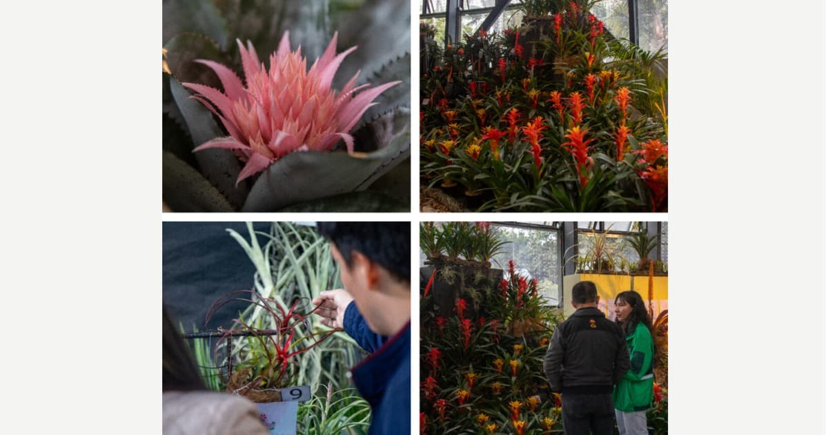 Jardín Botánico de Bogotá: Asiste a muestra de Bromelias Vida y Color 