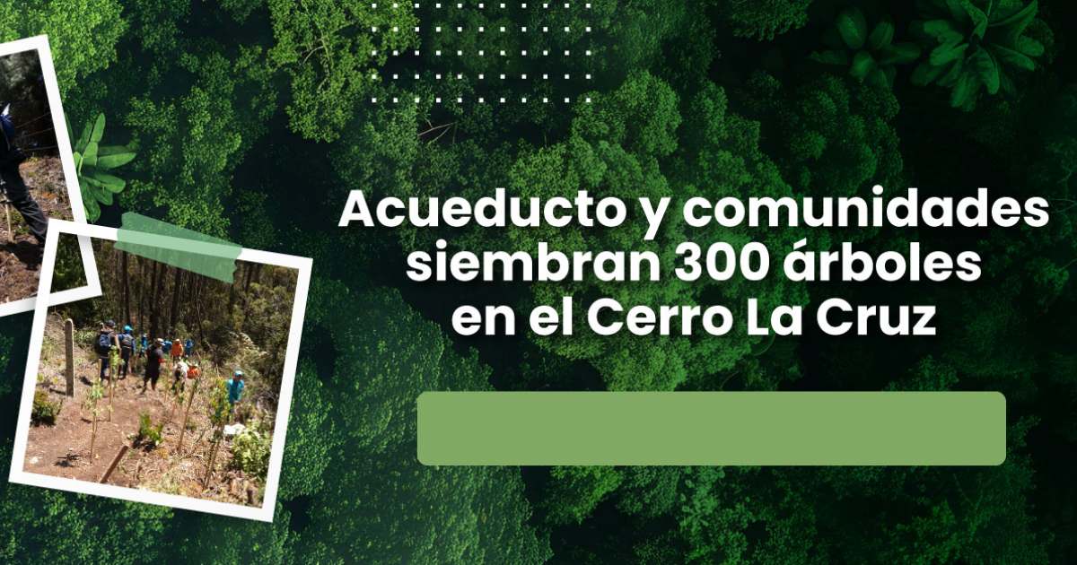 Siembra de 300 árboles en la zona del Cerro La Cruz en Bogotá 2024 