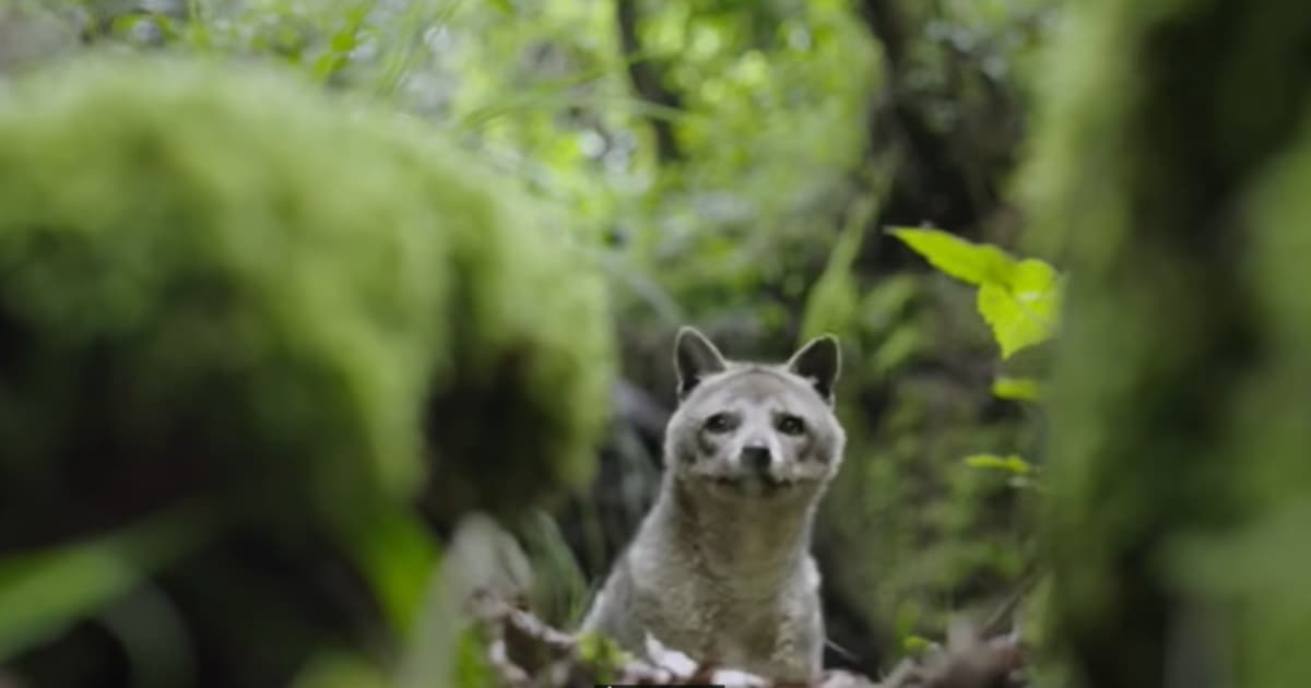 Documental Vecinos Inesperados conoce sobre la fauna de Bogotá 