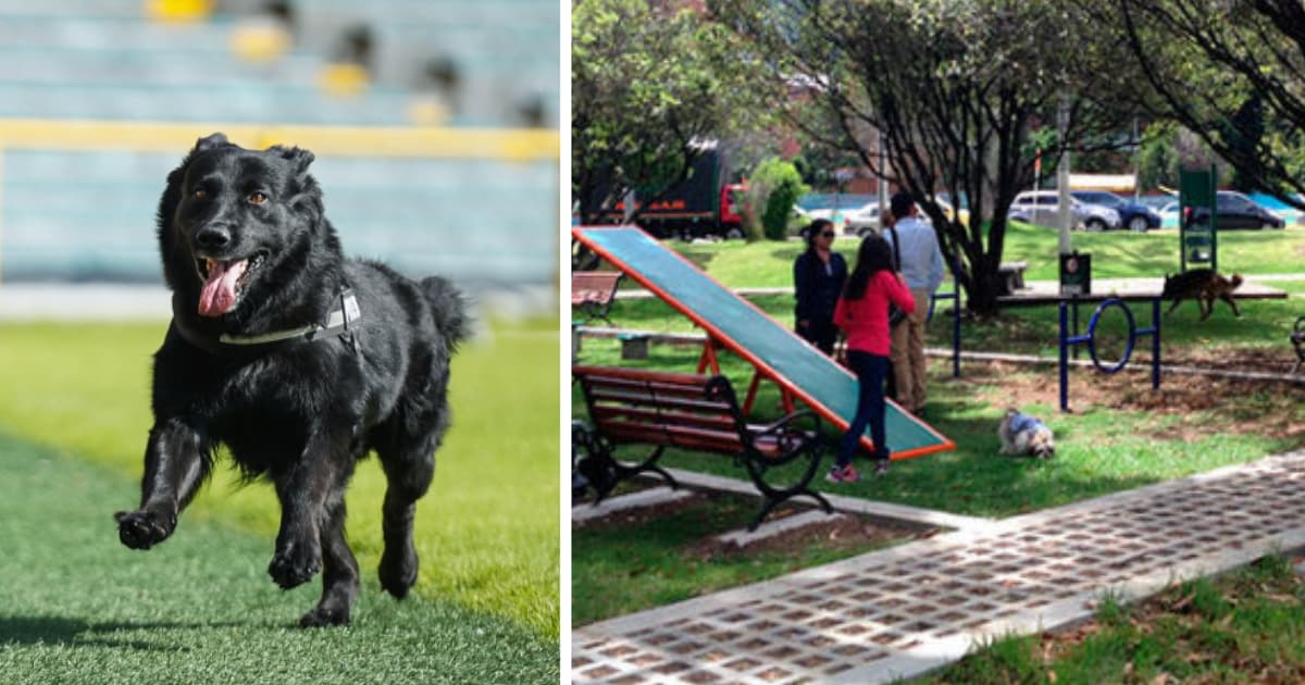 Parques para mascotas en Bogotá 2024 visítalos