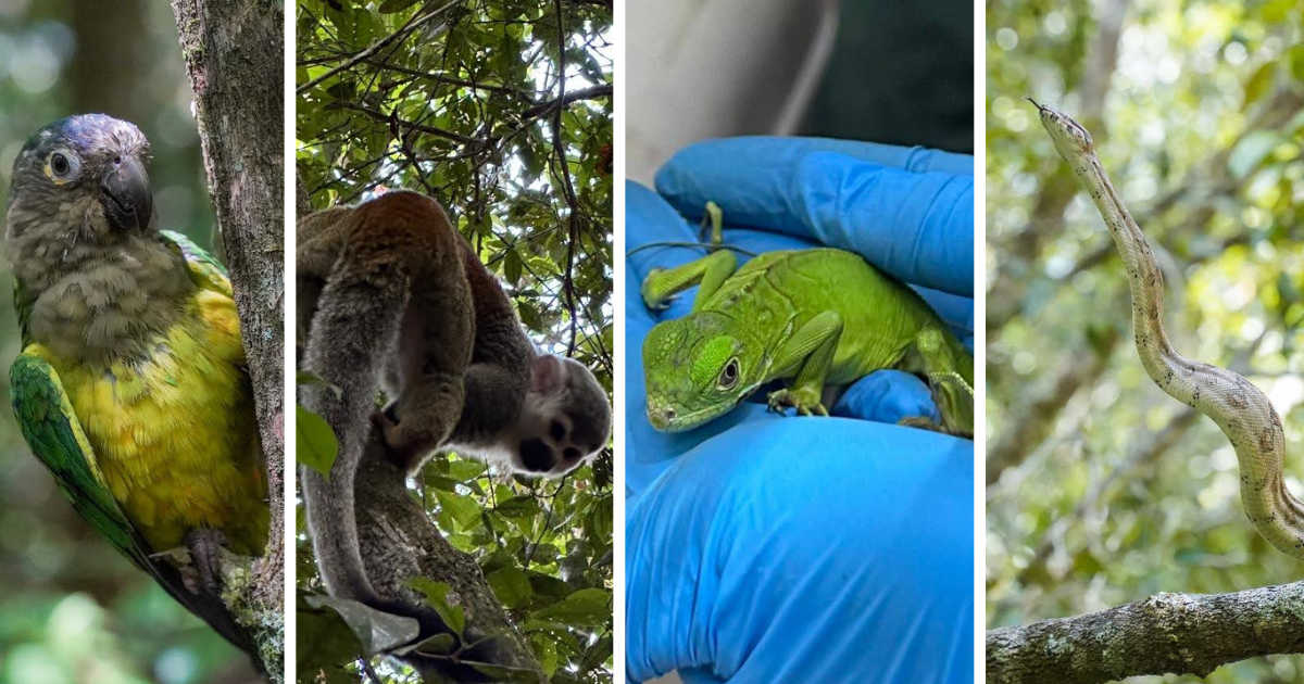 Animales rescatados Bogotá liberados por Distrito en reserva del Meta