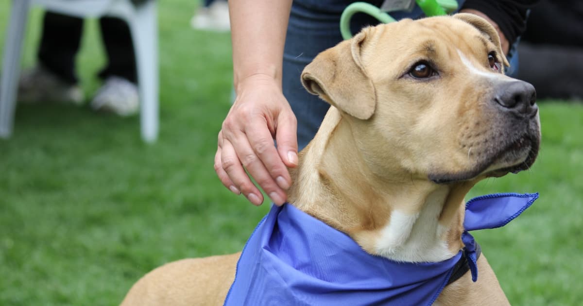 Requisitos para viajar con perros y gatos desde Aeropuerto El Dorado