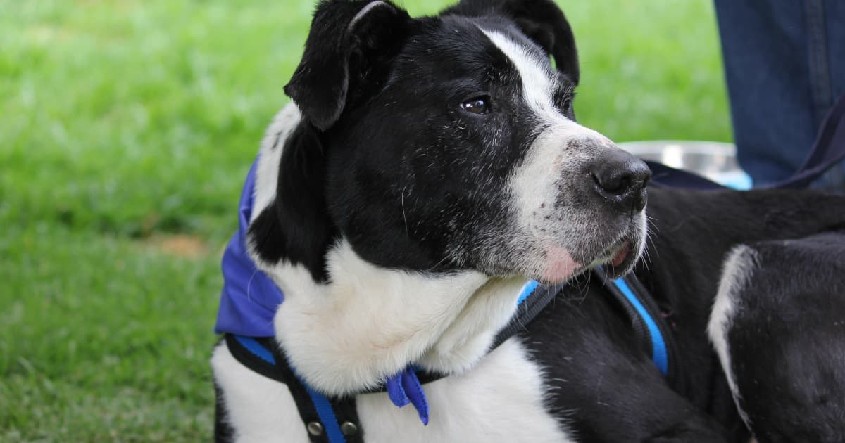 Adopción de mascotas en Bogotá jornada del 19 de octubre de 2024 