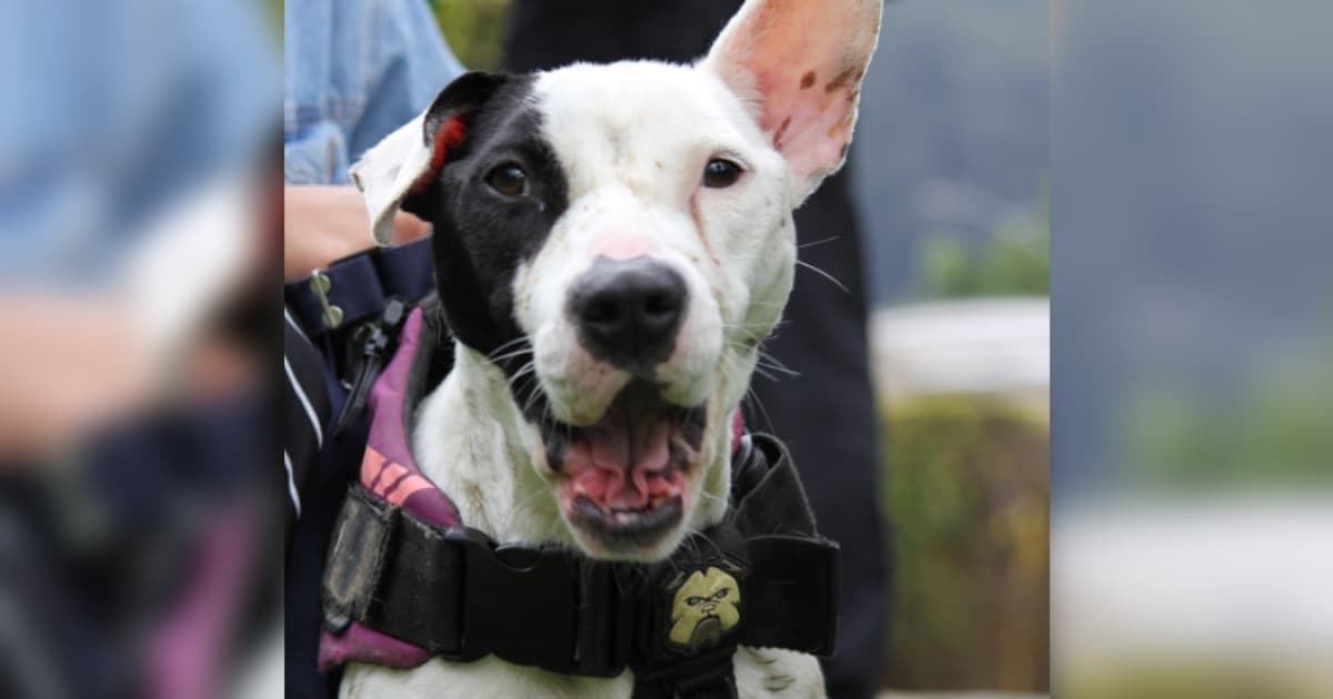 Esterilizaciones gratuitas mascotas Bogotá 15 16 y 18 de octubre 2024