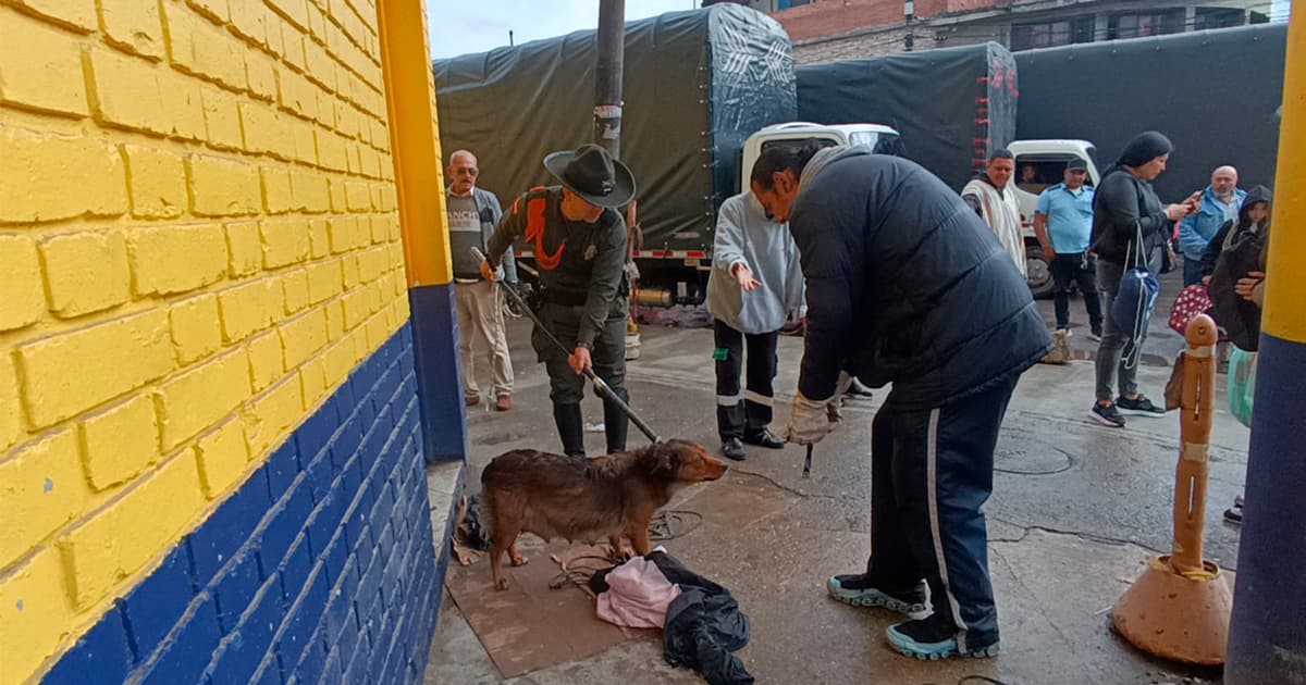 Policía rescató a canino con sus cinco cachorros abandonados en vía pública