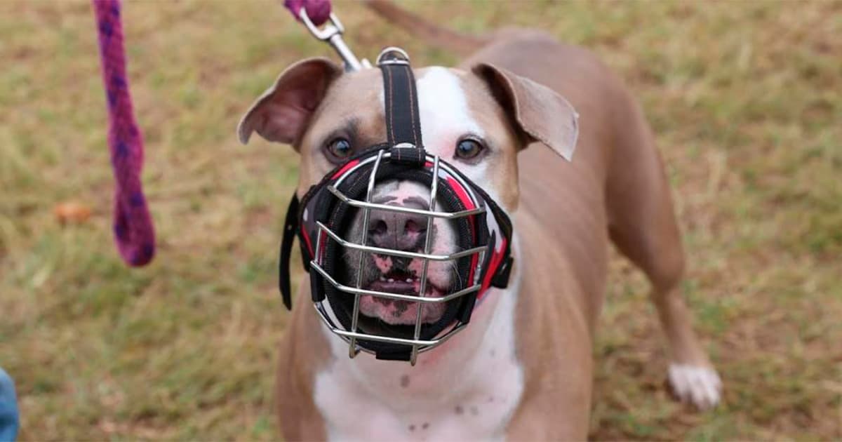 Pronto podrás registrar a tu canino de manejo especial desde casa ¡Te contamos! 