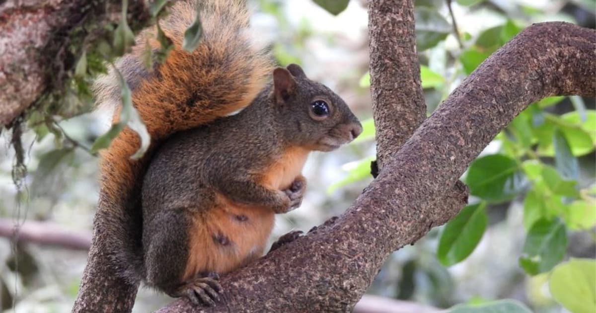 Sec. Ambiente presenta 'Bogotá Silvestre' para conocer la fauna de la ciudad