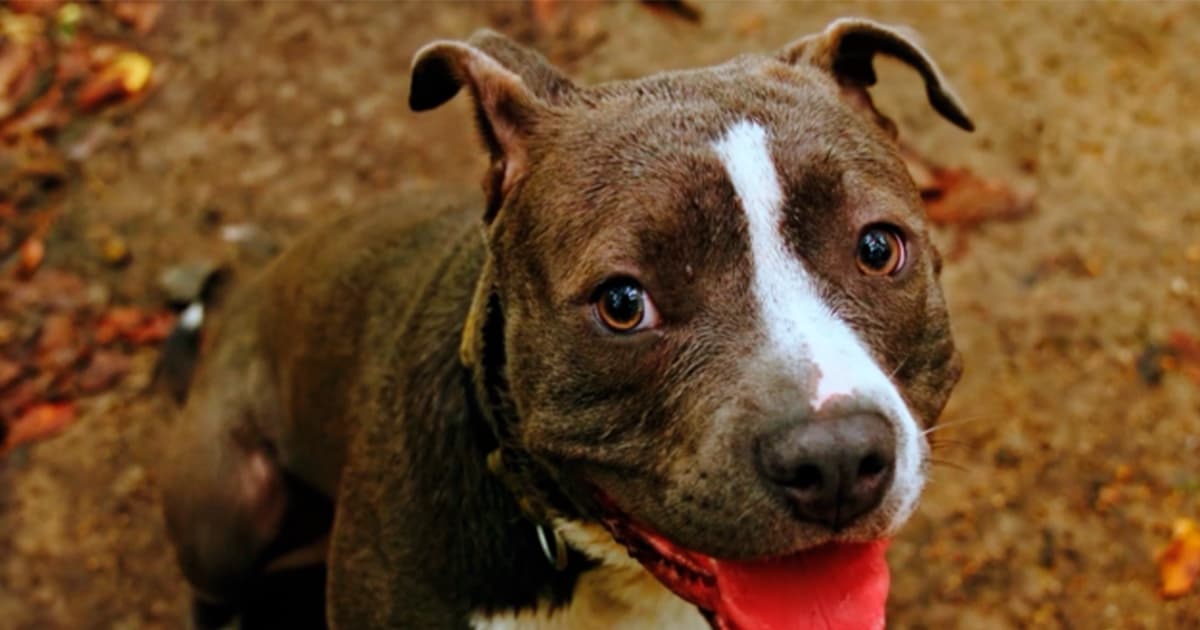 Distrito lanzó nueva aplicación para el registro de perros de manejo especial 