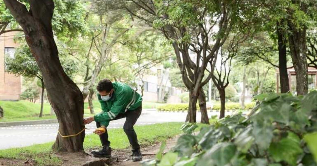 Emergencias por árboles atendidas en Bogotá balance durante de 2024