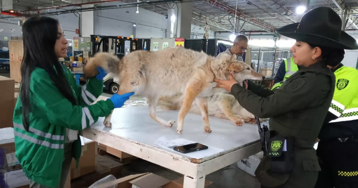 Video: Policía incautó dos coyotes disecados en aeropuerto El Dorado de Bogotá