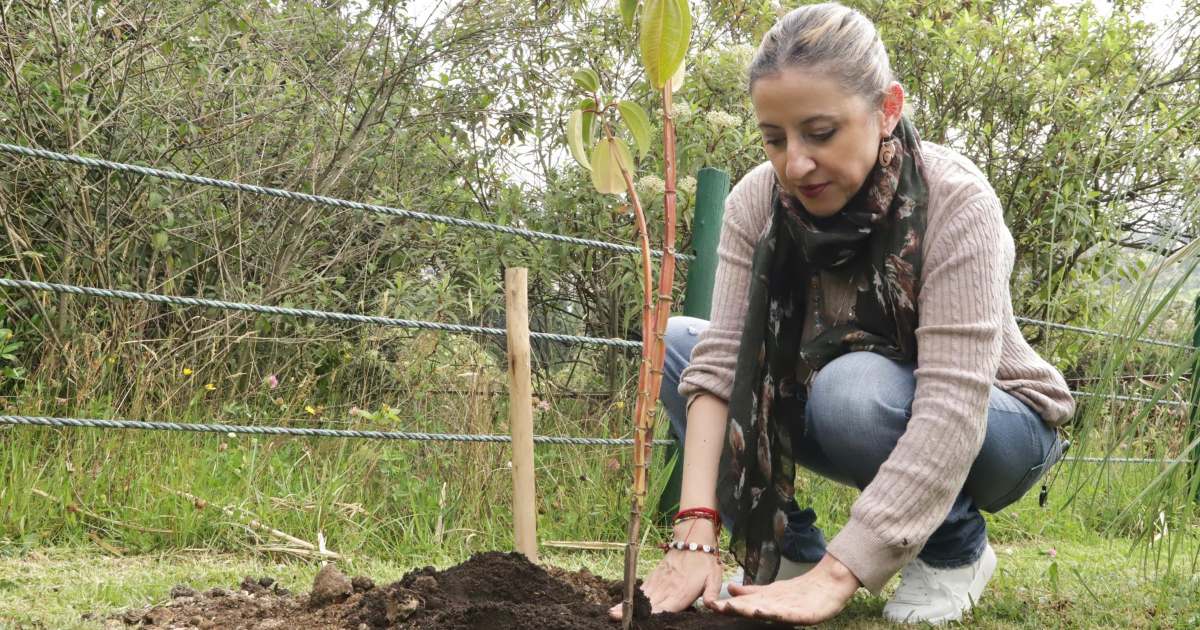 205 árboles sembrados en Parque Entrenubes en Usme, sur de Bogotá