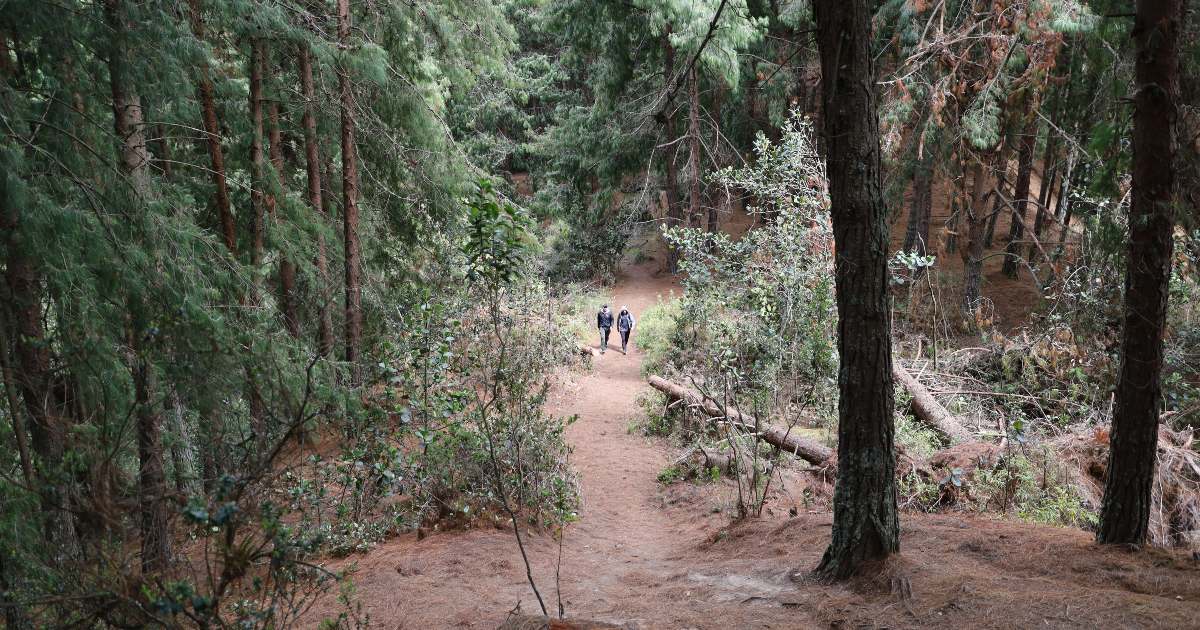 Recomendaciones para visitar los senderos ecológicos de Bogotá 2024