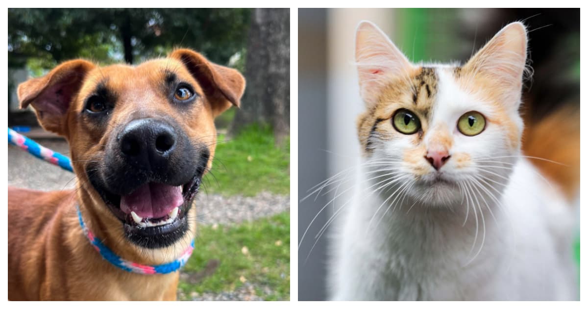 Adopción de perros y gatos en Bogotá jornadas 18 y 25 de enero de 2025 