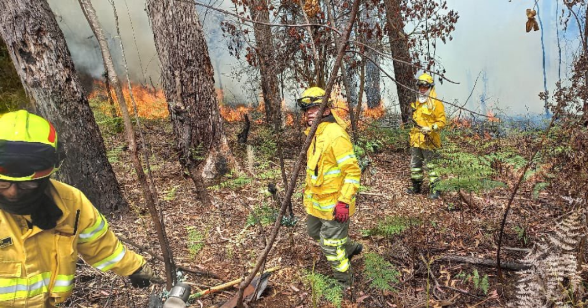 Quema forestal en Bogotá fue controlada por los bomberos 