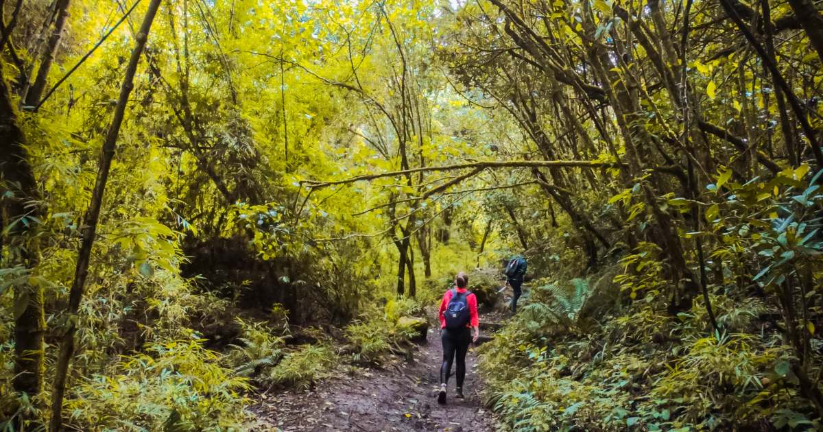 Consejos para evitar incendios forestales en Cerros Orientales Bogotá 