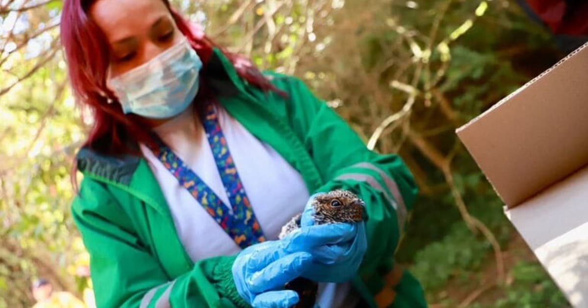 Canales para reportar animales silvestres heridos por incendios Bogotá