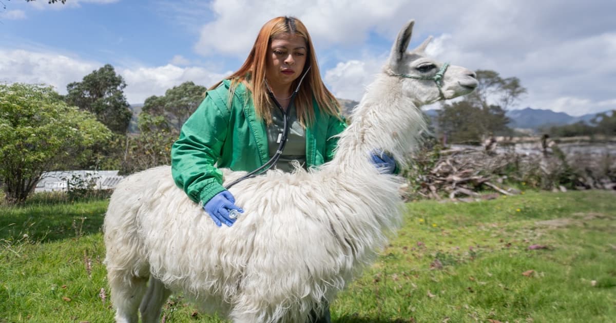 Avanza la recuperación las llamas rescatadas en el centro de Bogotá 