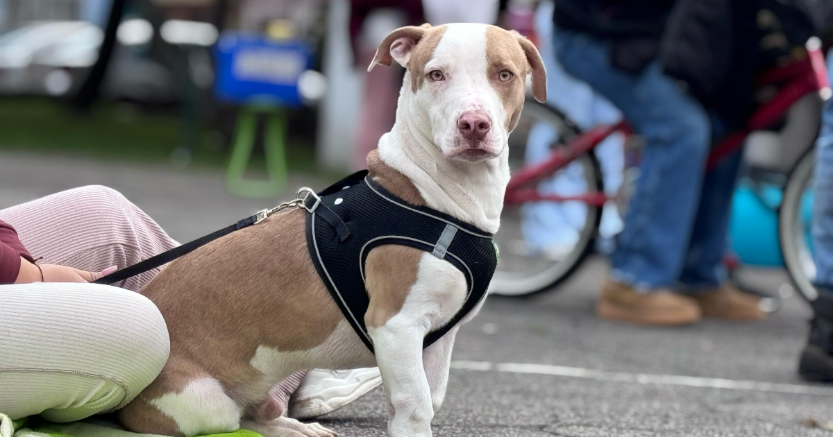 Bogotá participó en el Día mundial de la esterilización animal