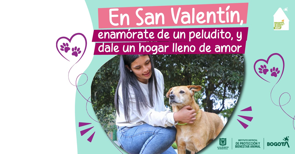 Jornadas de adopción en Bogotá durante San Valentín en este 2025 