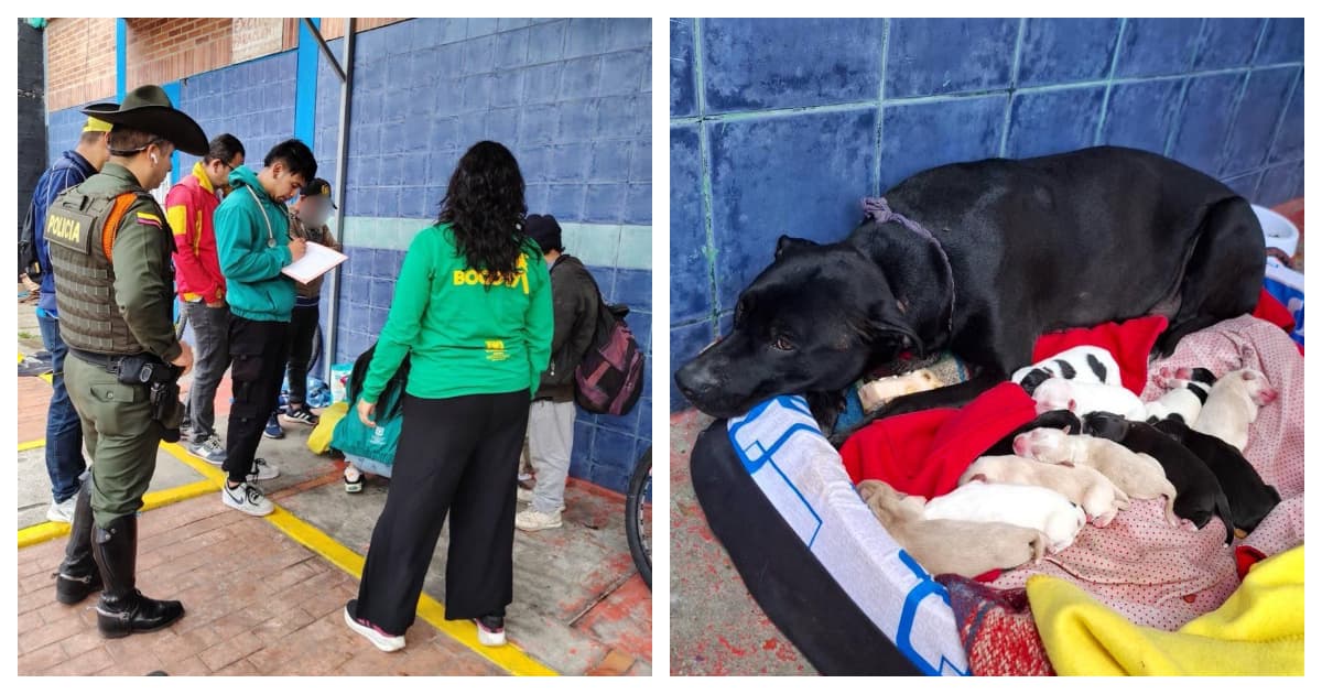 Atención a ciudadana habitante de calle, canina y cachorros en Bogotá