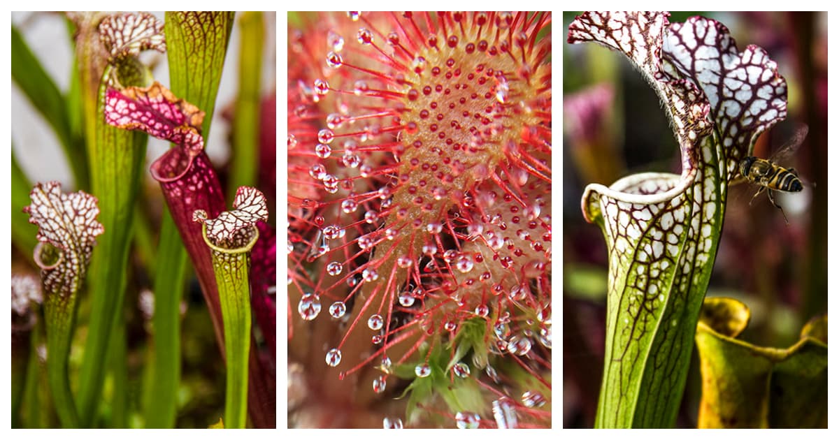 Datos del Jardín Botánico de Bogotá sobre las plantas carnívoras 