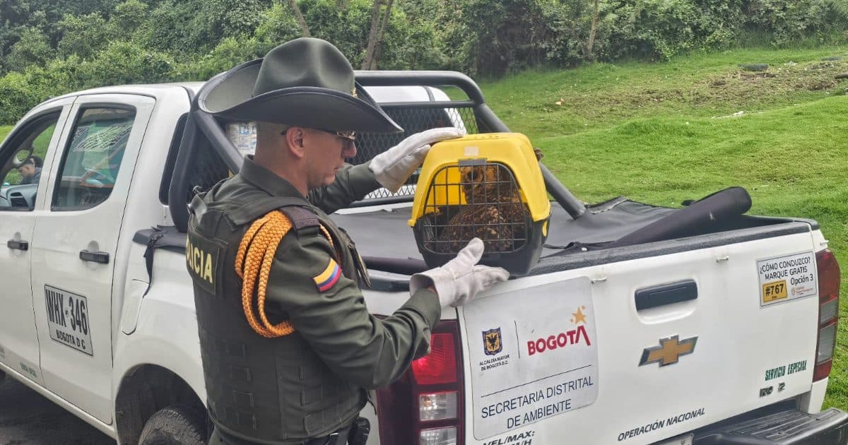 Recuperación Bogotá aves silvestres que eran tenidas como mascotas