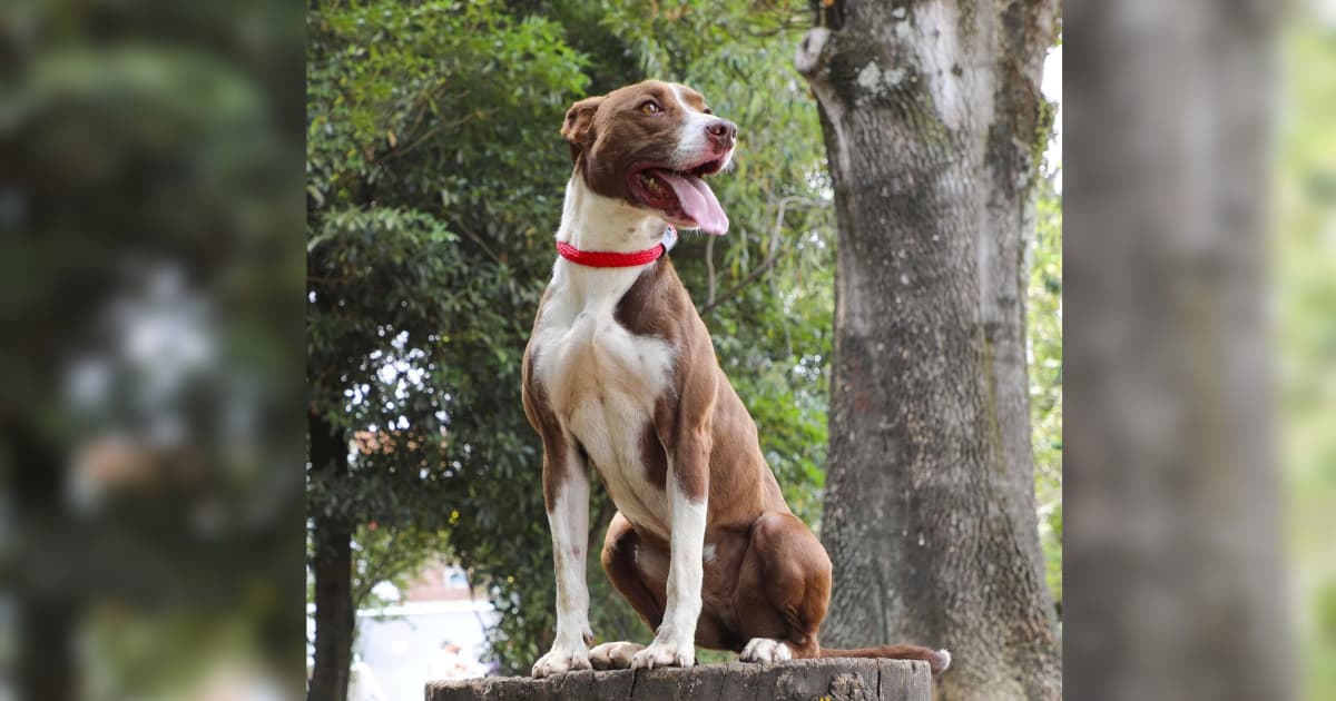 Jornadas de adopción para perros y gatos en Bogotá en marzo de 2025 