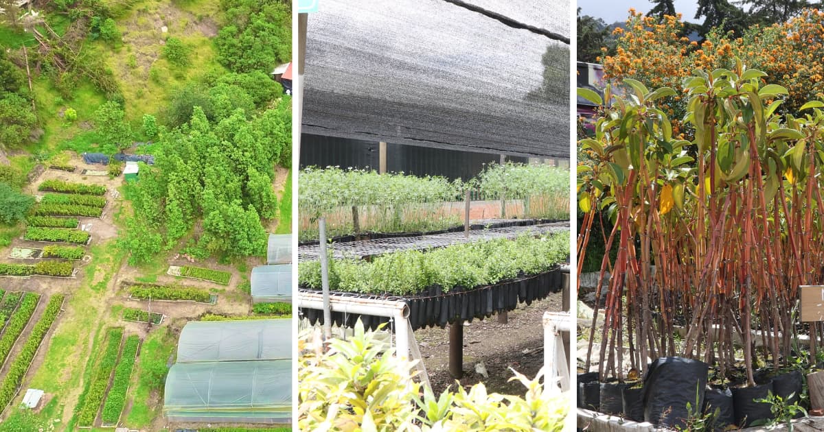 Vivero Ceresa el centro de restauración ecológica más grande de Bogotá