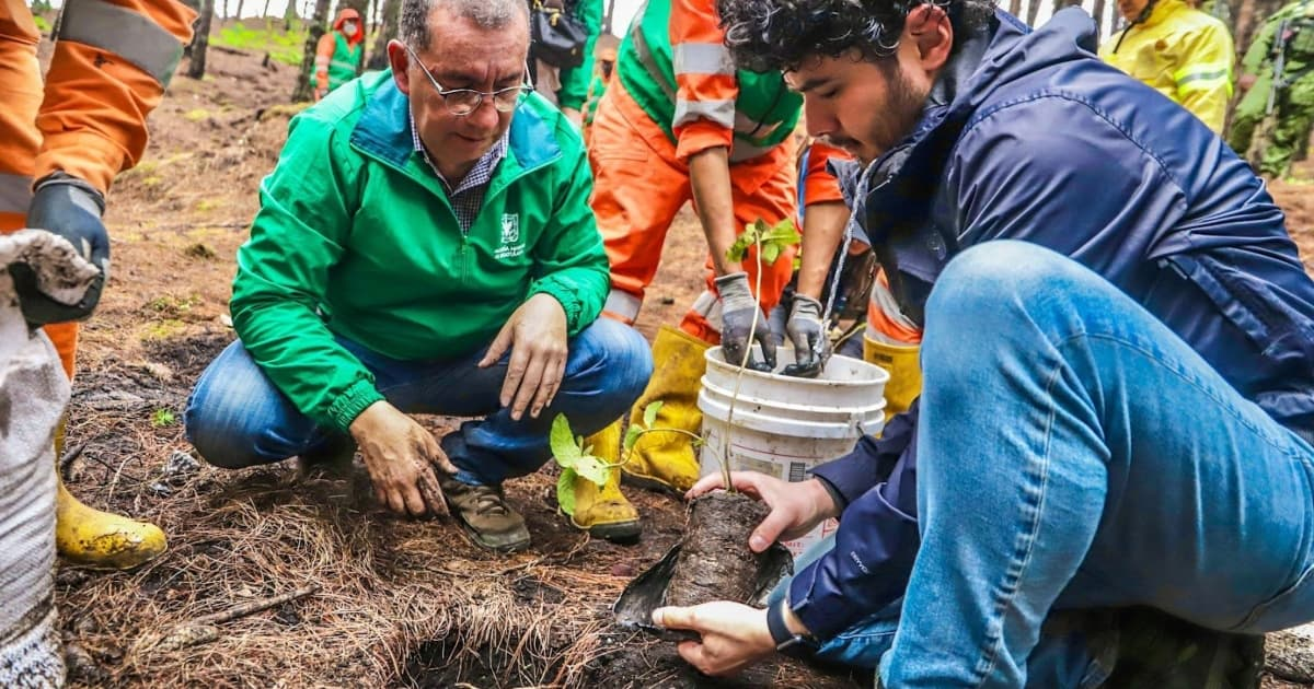 Día del Árbol avanza restauración de los Cerros Orientales en Bogotá