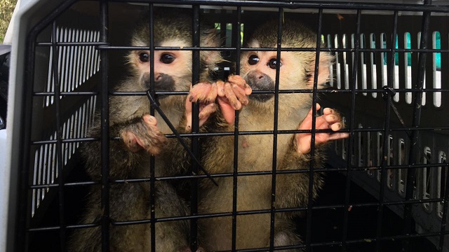 Foto: Secretaría de Ambiente