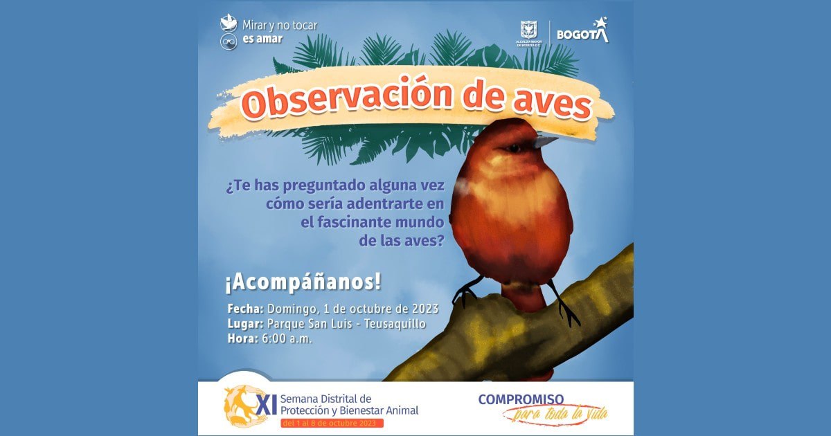 Avistamiento de aves este primero de octubre en Teusaquillo, Bogotá