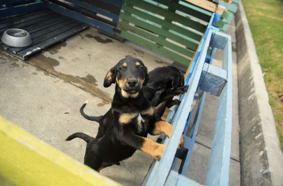 Perros cachorros - Foto: Secretaría de Salud