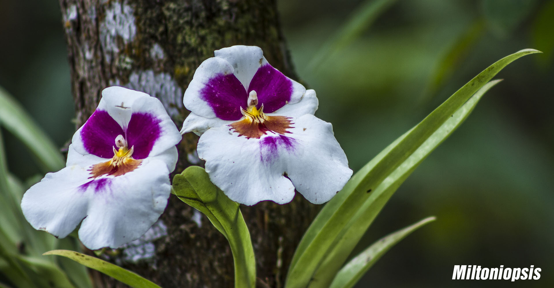 orquídea