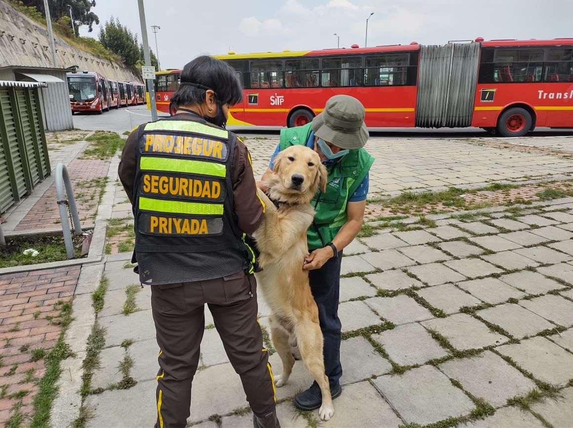 perros