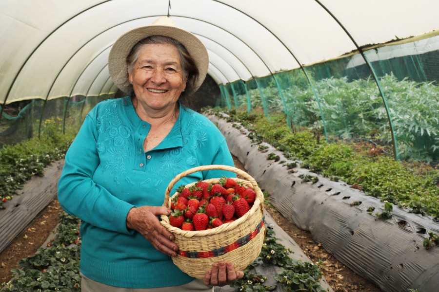 Productora campesina localidad de Usme