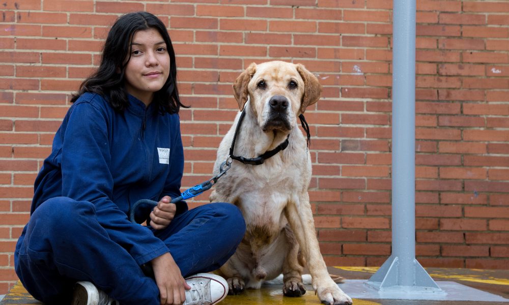 amigos de cuatro patas 