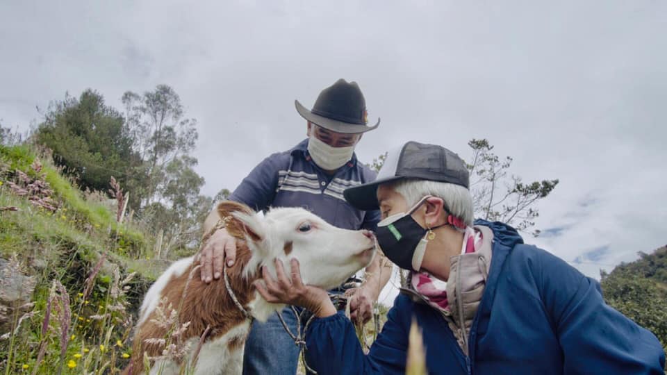 Imagen de una vaca en zona rural de Bogotá