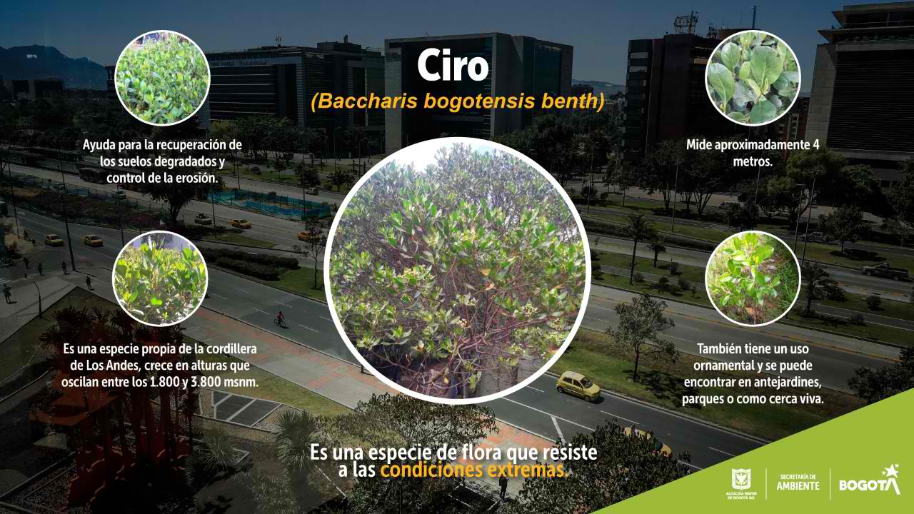 Imagen del árbol