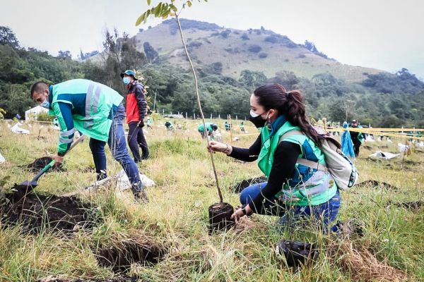 La plantación se realizó en la vereda Mochuelo Bajo, en la localidad de Ciudad Bolívar.