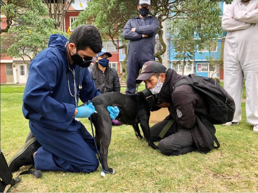 Imagen del veterinario administrando medicamentos a los animales