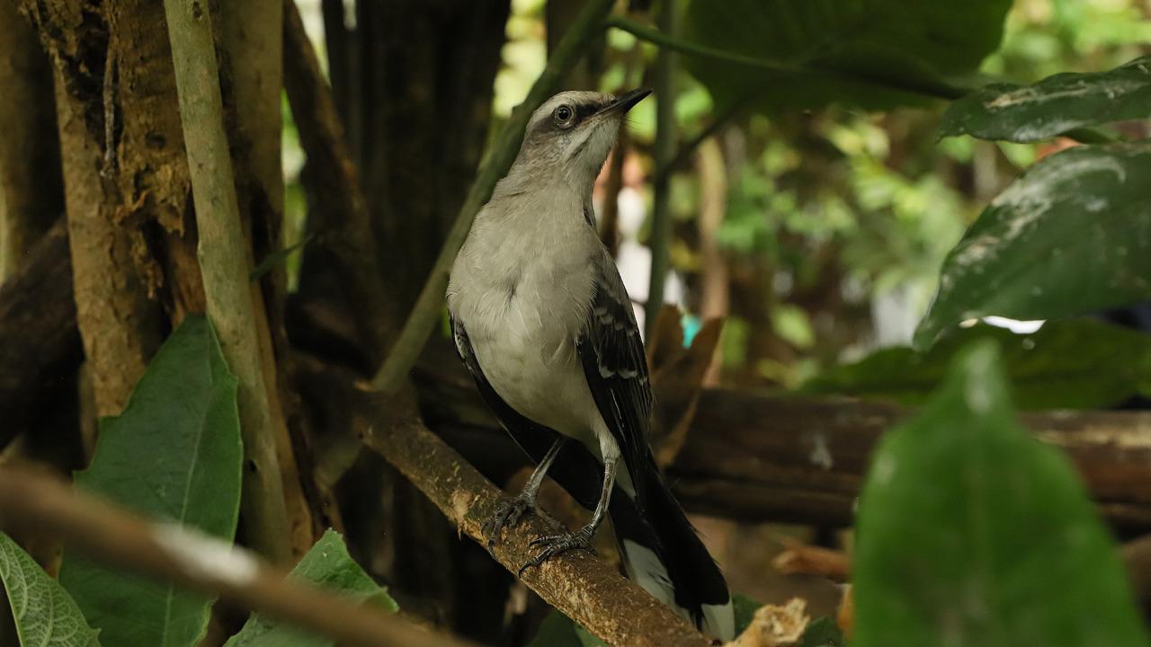 Imagen de una de las aves