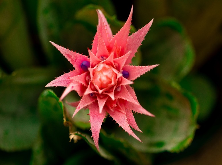 Bromelia3