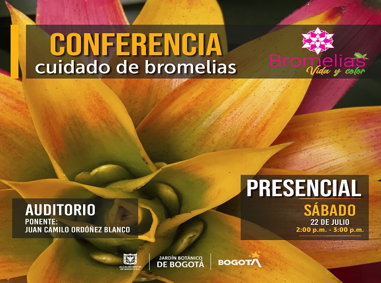 bromelia4