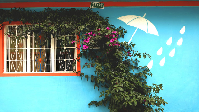 La fachada de una casa, con una Buganvilia crecida que recorre la pared azul de la casa