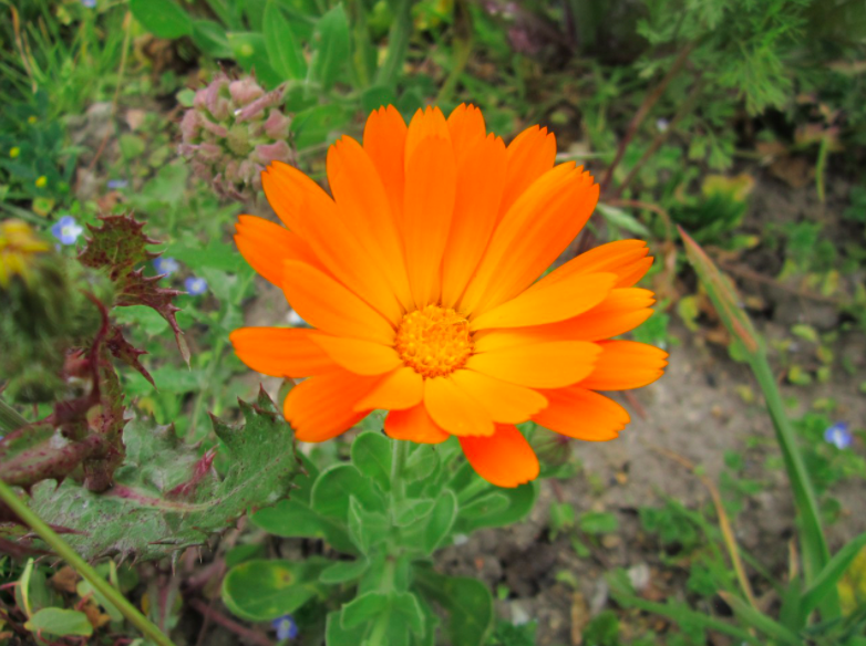 calendula