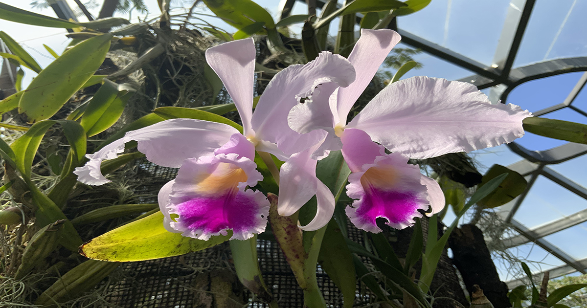 Cattleya trianae5