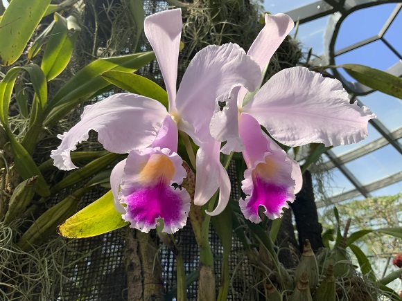 Cattleya trianae